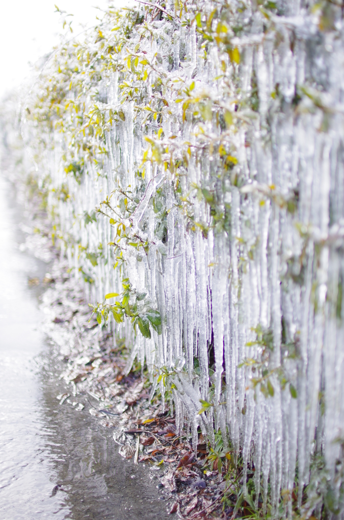 樹氷壁