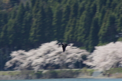 桜と鵜