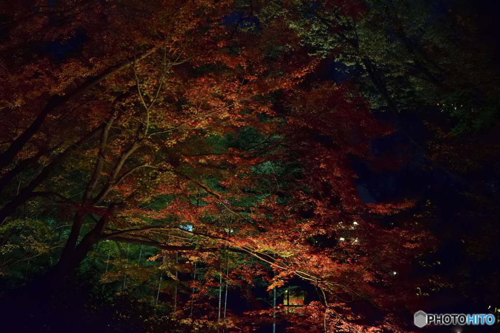 夜紅葉