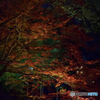 夜紅葉