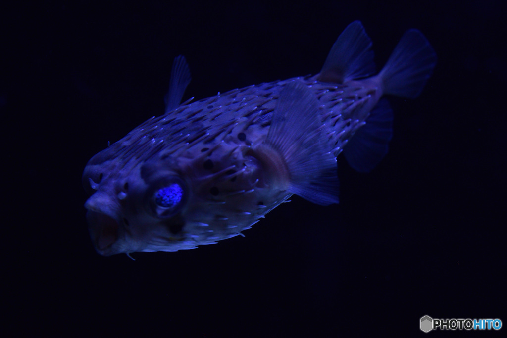 すみだ水族館の…なにか（名前わかりません）