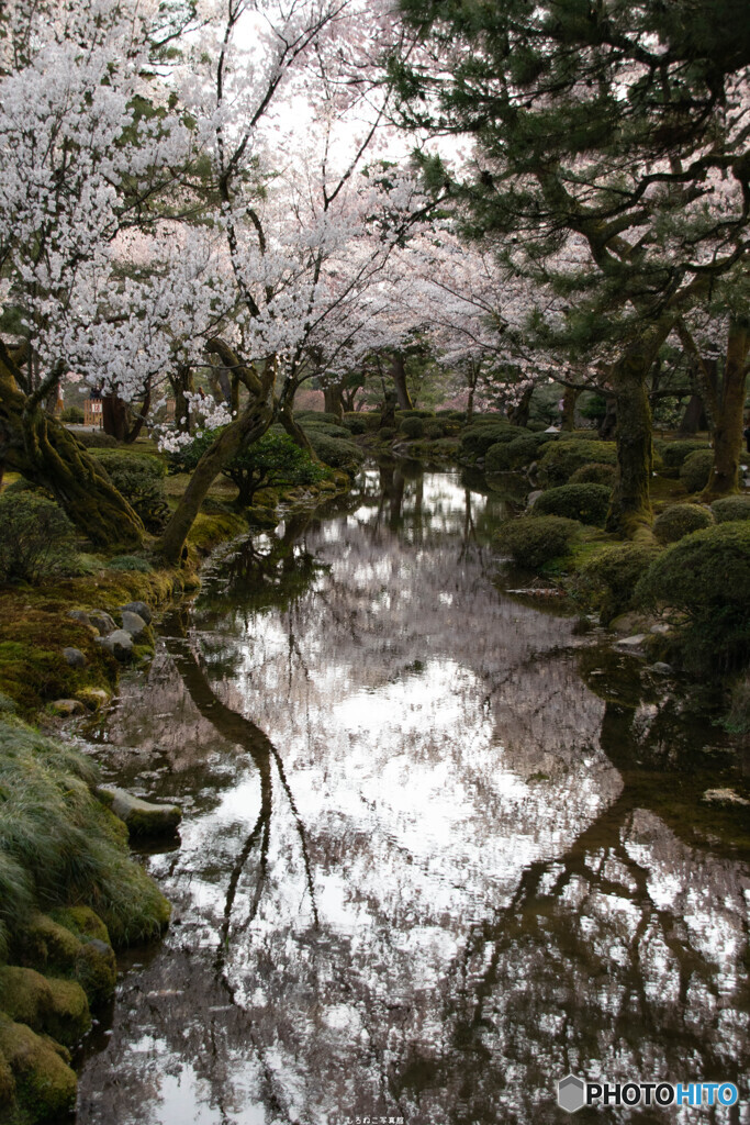 松桜