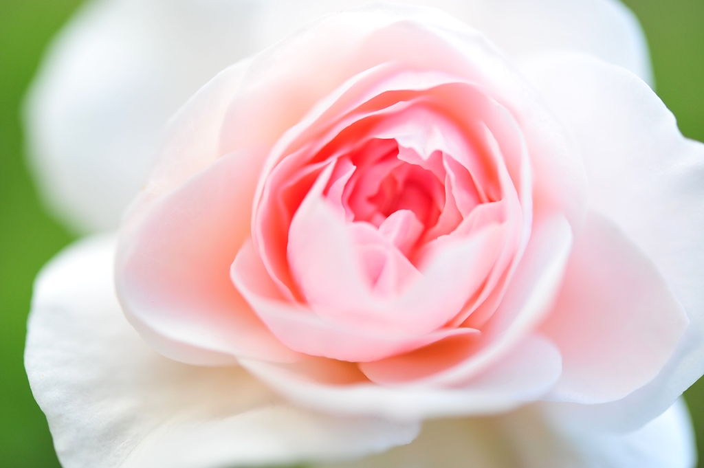 秋薔薇