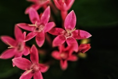 hana