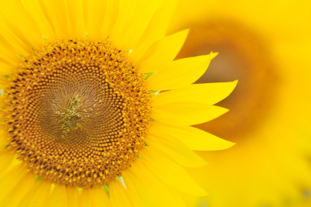 夏の花