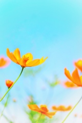 秋桜