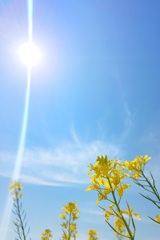 春