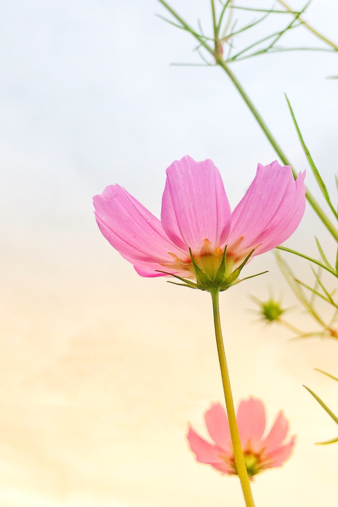 秋桜