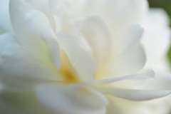 秋薔薇