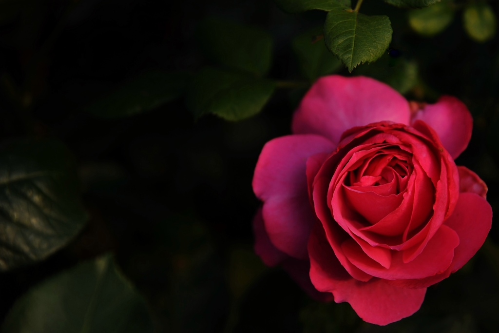 薔薇