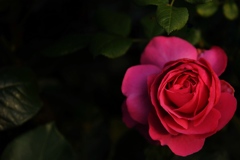 薔薇