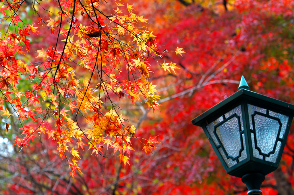 紅葉街灯