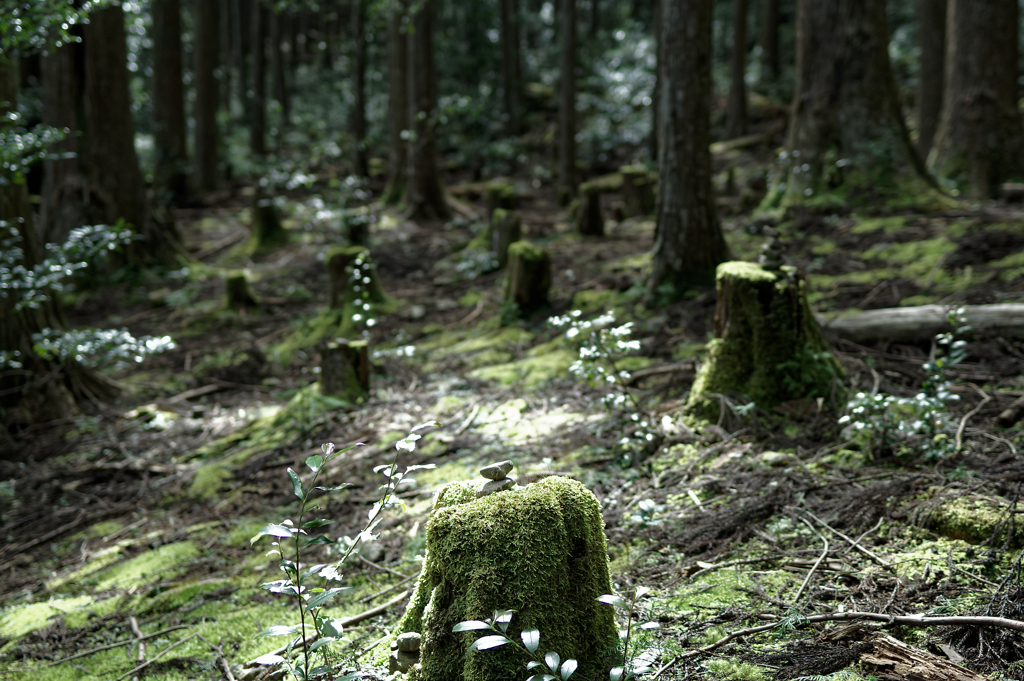 【熊野古道】 呼吸