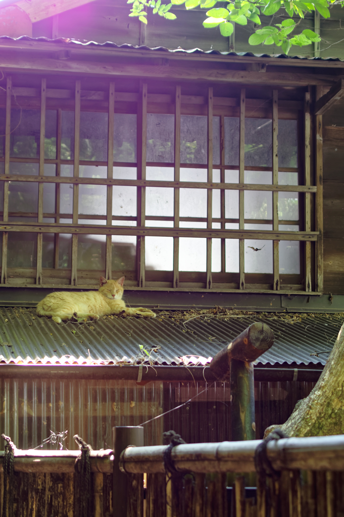 猛暑日