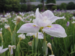 花菖蒲