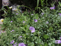 IMGP1861