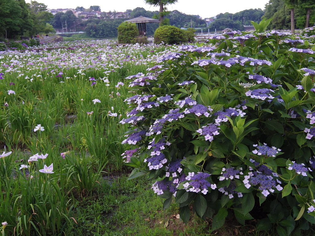 紫陽花
