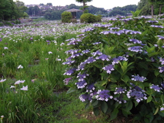 紫陽花