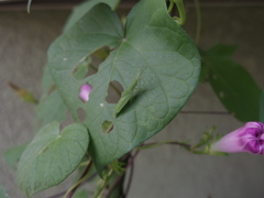 お食事②