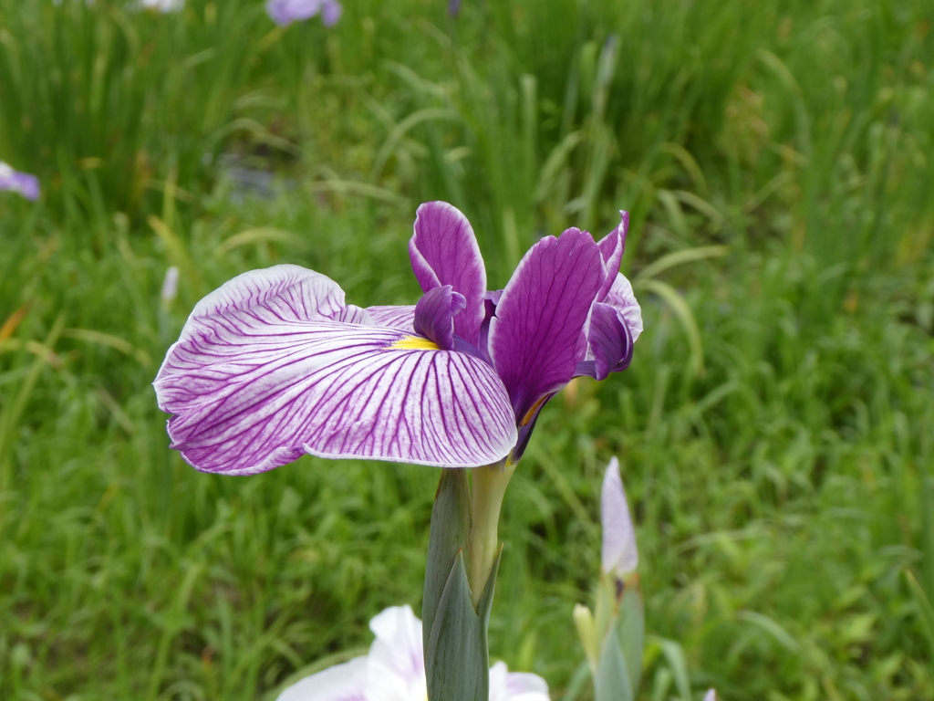 菖蒲