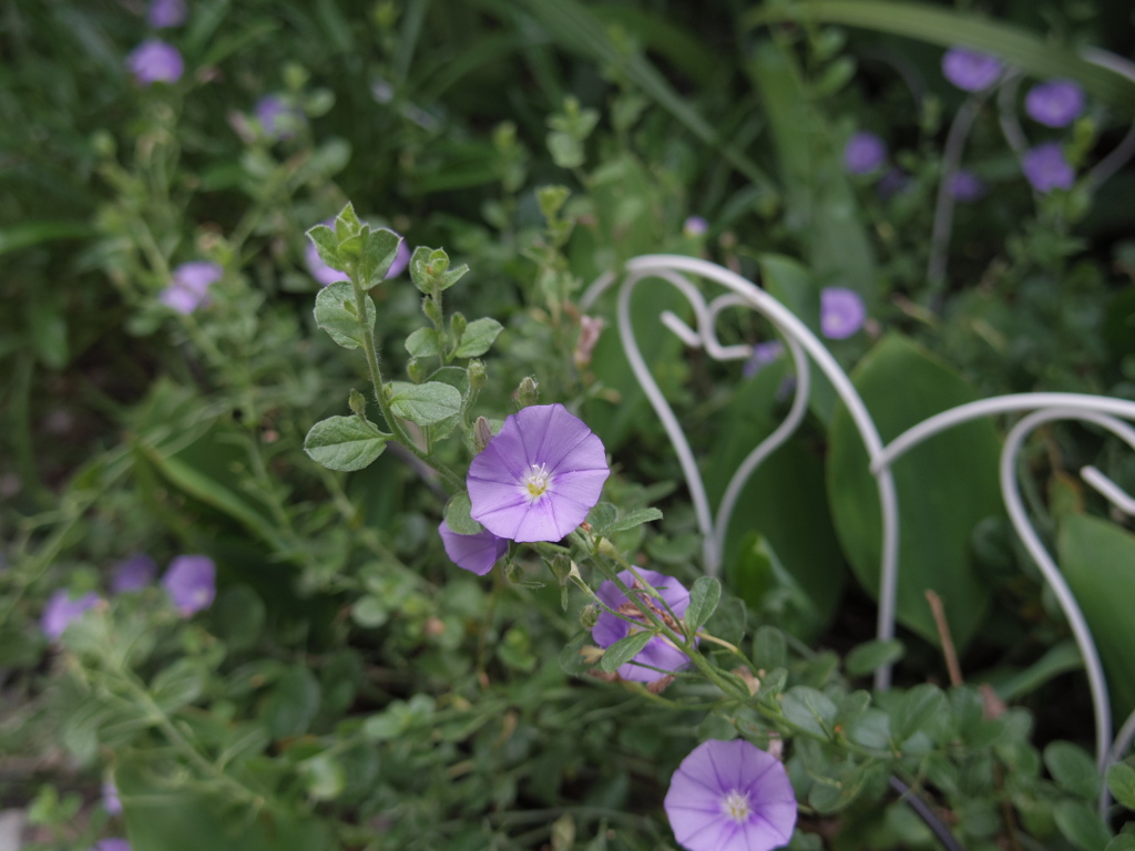 庭の花