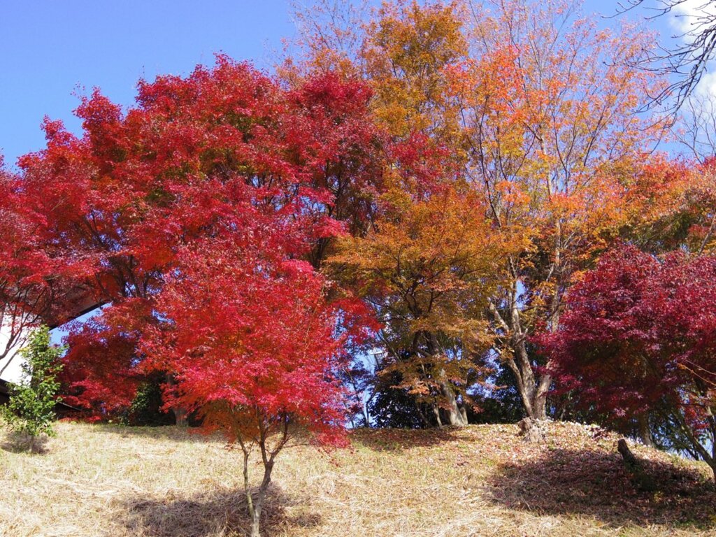 紅葉２