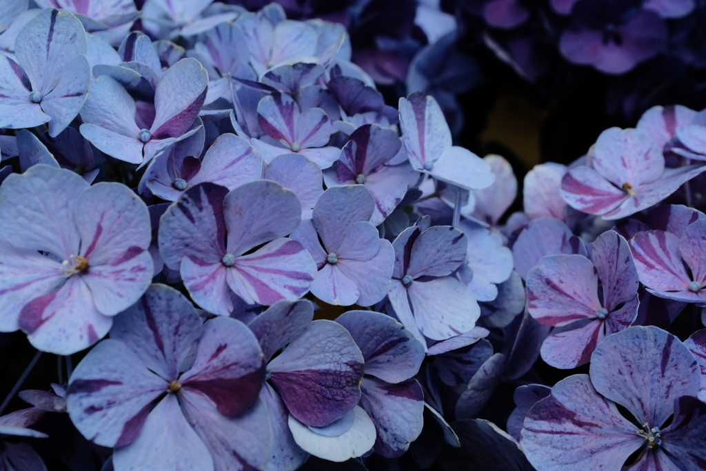 紫陽花展9