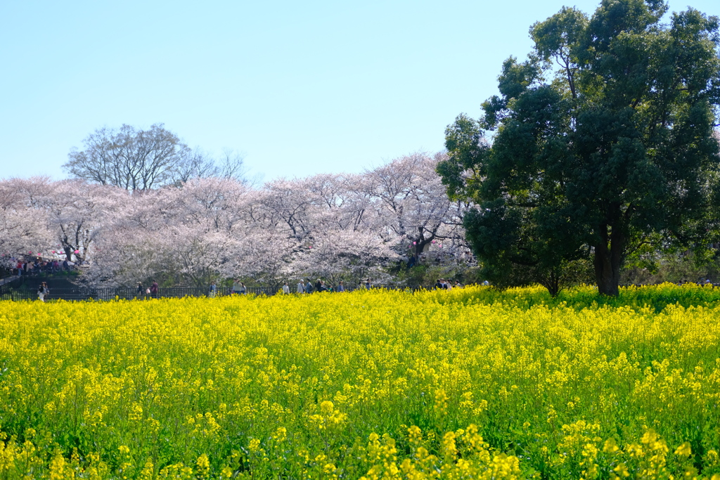 権現堂桜堤