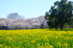 権現堂桜堤