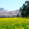 権現堂桜堤