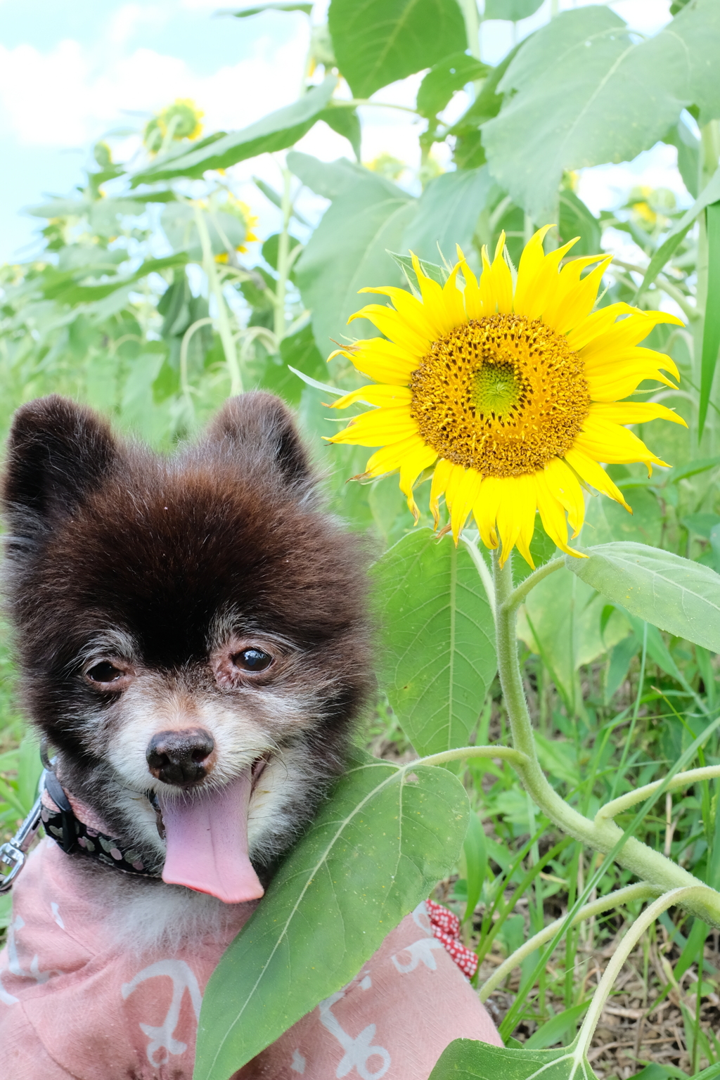 くま子とひまわり