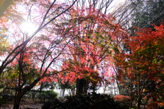 光と 紅葉2