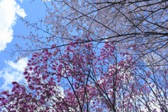 桜と共に