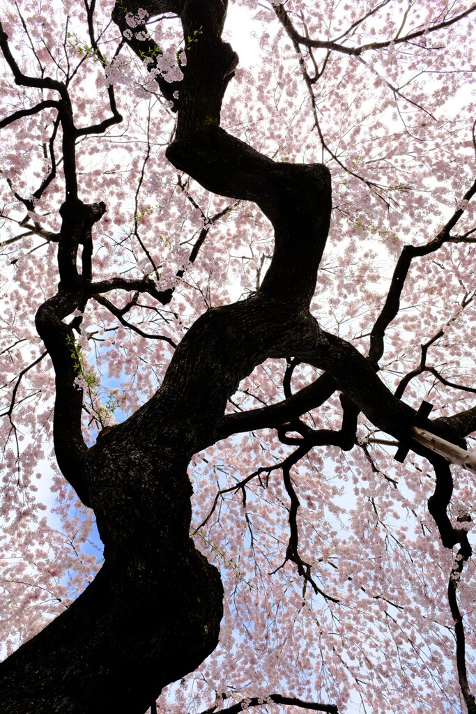 日光 桜 2
