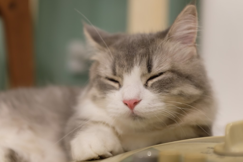 眠りネコ
