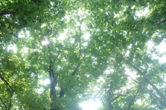 夏の 木陰