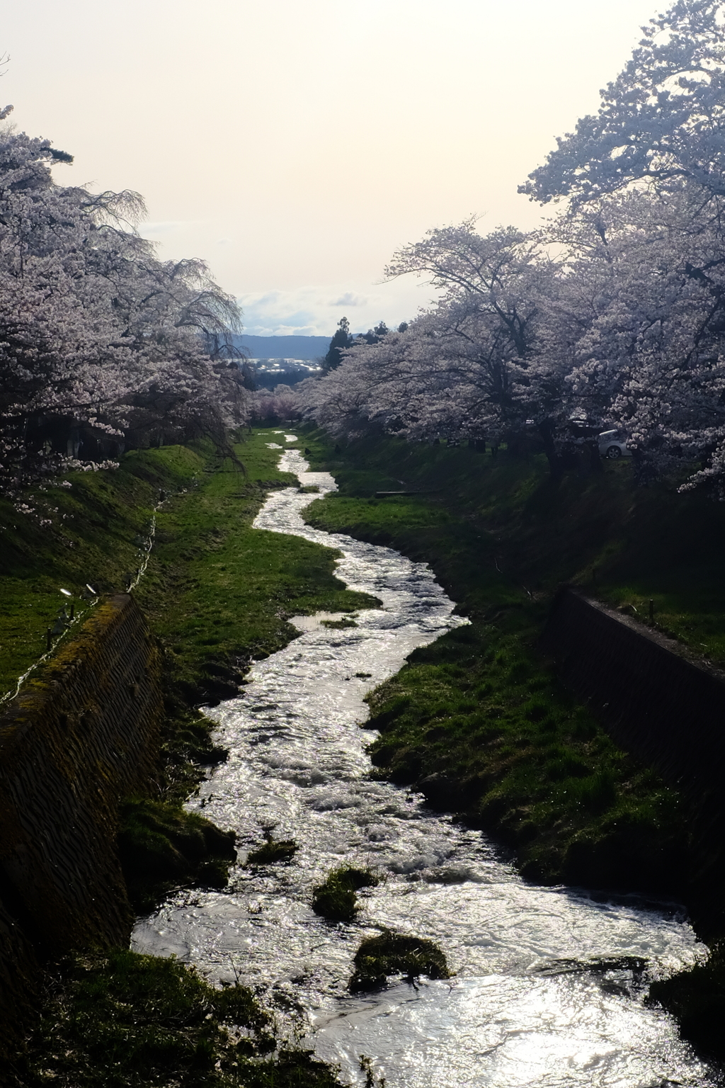 観音寺川の桜並木3