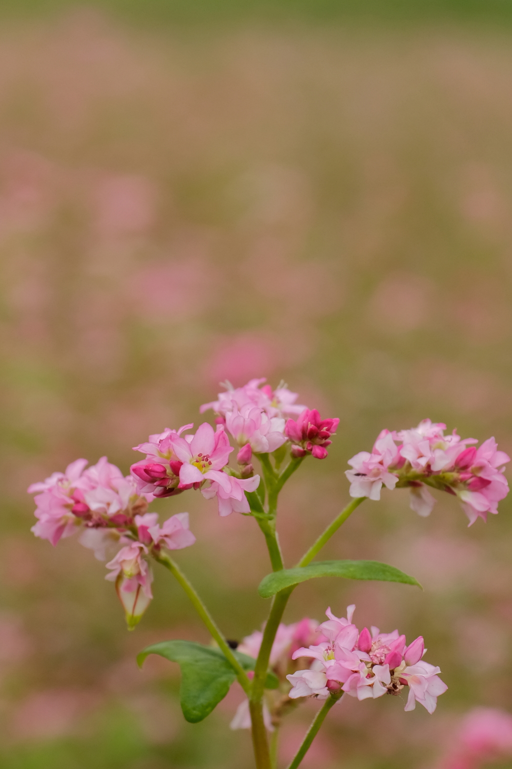 蕎麦の花