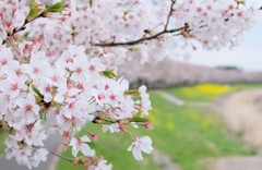 散り急がずにゆっくりと