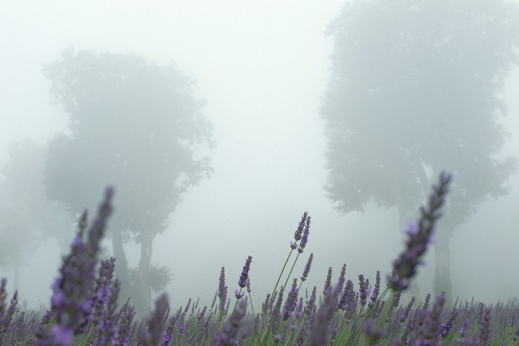 霧の中