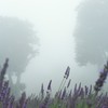霧の中