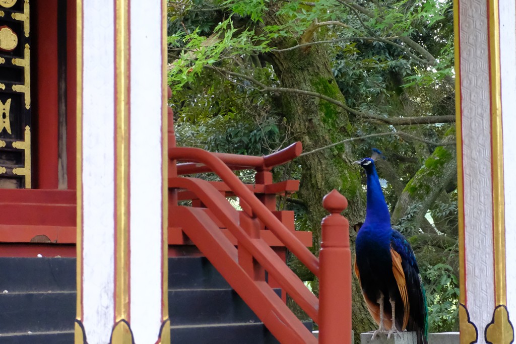 孔雀