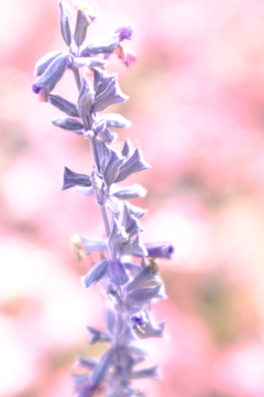 graceful