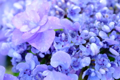 雨   花