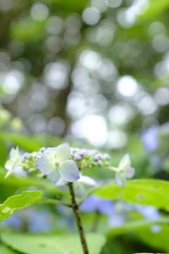 梅雨の 香り