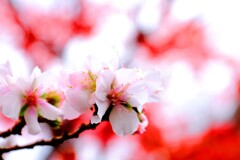 冬桜