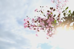透