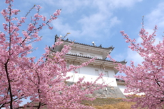 城と桜