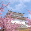 城と桜