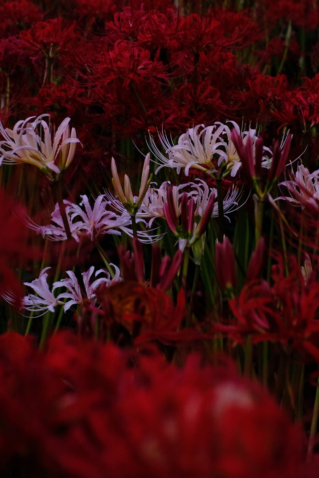 権現堂公園  曼珠沙華 2